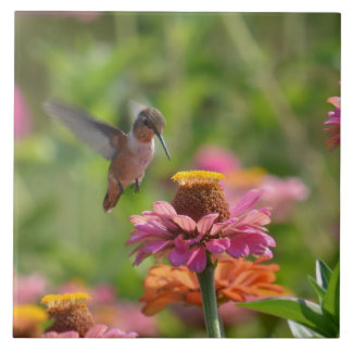 Hummingbird with Zinnias Tile