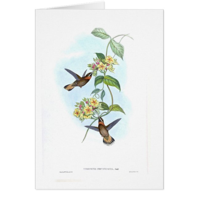 Hummingbirds (Front)