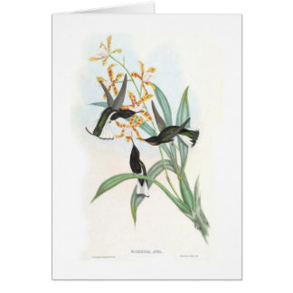 Hummingbirds