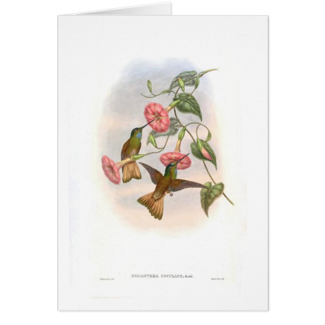 Hummingbirds (Front)