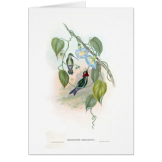 Hummingbirds