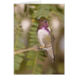Hummingbirds068