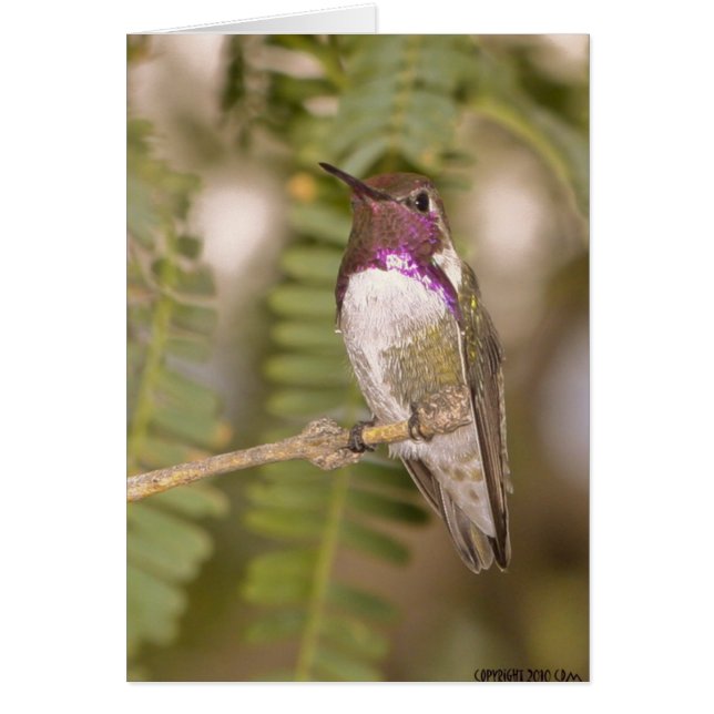 Hummingbirds068 (Front)