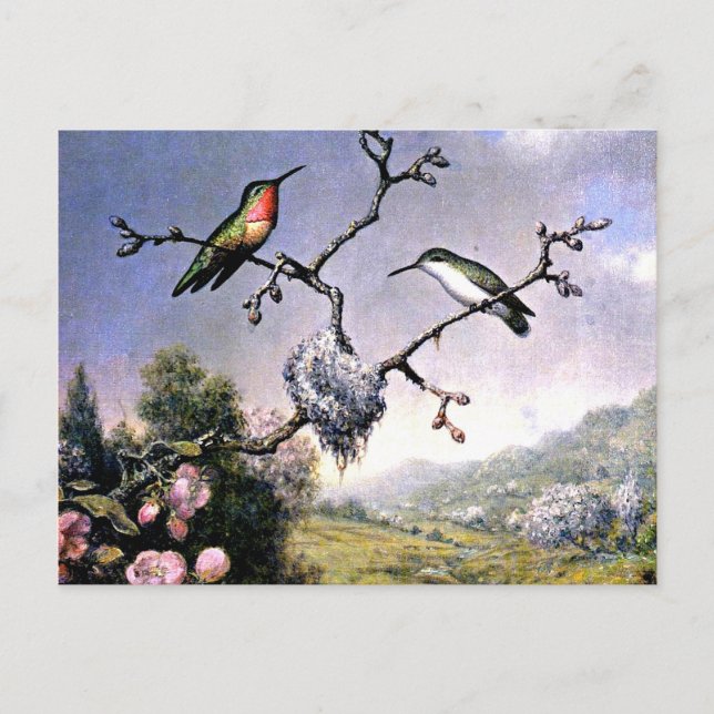 Hummingbirds and Apple Blossoms Postcard (Front)