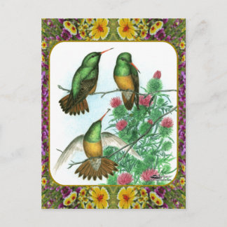 Hummingbirds and Flowers #1 Postcard