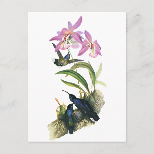 Hummingbirds and Pink Orchids Postcard (Front)
