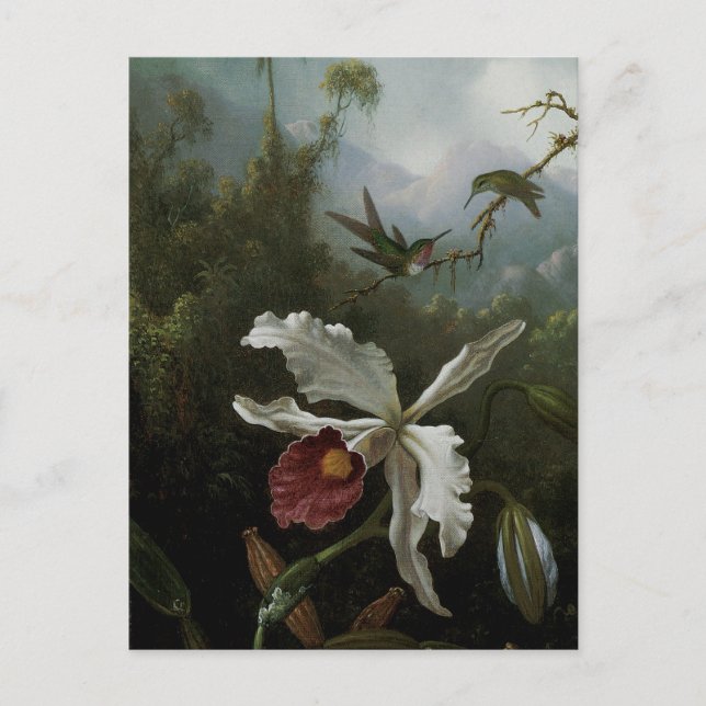 Hummingbirds and White Orchid by Martin J. Heade Postcard (Front)