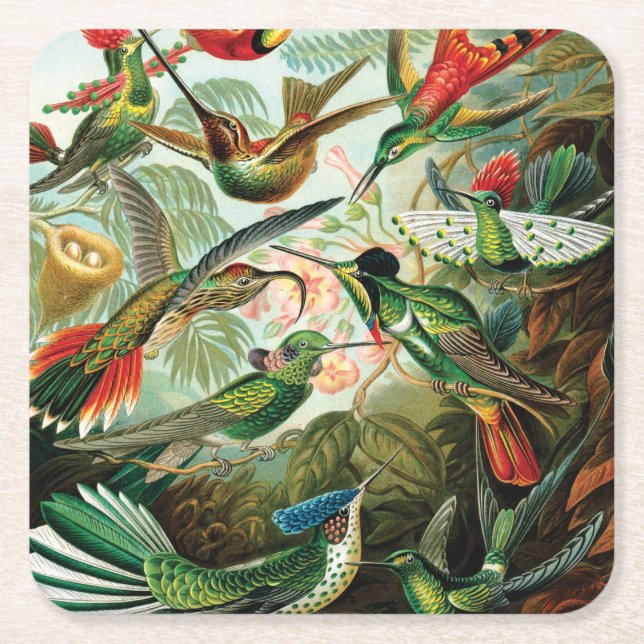 Hummingbirds by Ernst Haeckel Square Paper Coaster (Front)