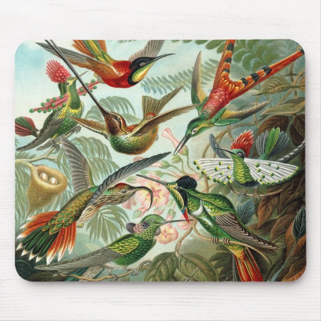 Hummingbirds by Ernst Haeckel, Vintage Birds Trees Mouse Pad (Front)