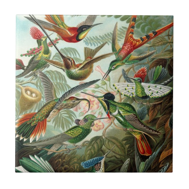 Hummingbirds by Ernst Haeckel, Vintage Birds Trees Tile (Front)