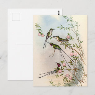 Hummingbirds by John Gould Postcard