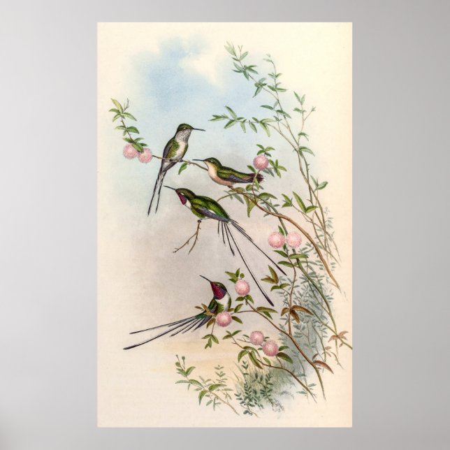 Hummingbirds by John Gould Poster (Front)