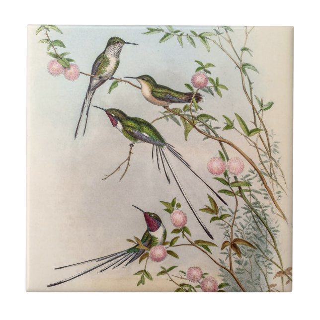 Hummingbirds by John Gould Tile (Front)