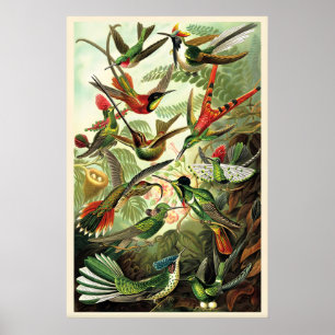 Hummingbirds Ernst Haeckel Vintage Illustration Poster