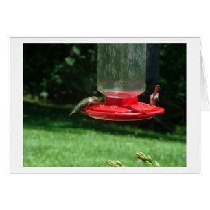 Hummingbirds Joy