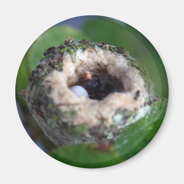 Hummingbirds Nest and Egg Photo Magnet (Front)