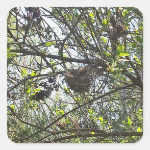 Hummingbird's Nest in Lilac Shrub Square Sticker