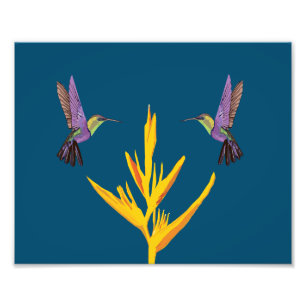 Hummingbirds Photo Print