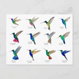 Hummingbirds  Postcard