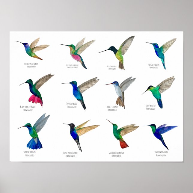 Hummingbirds  poster (Front)