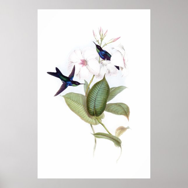 Hummingbirds poster (Front)