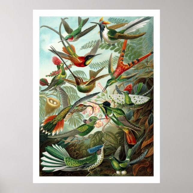 Hummingbirds Poster (Front)