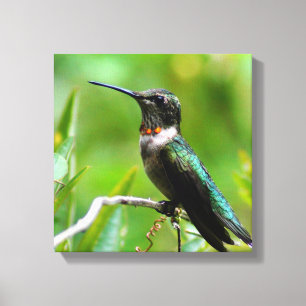 Humms the Word! Canvas Print