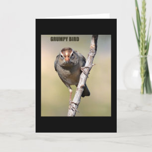 Humourous Bird Greeting Card