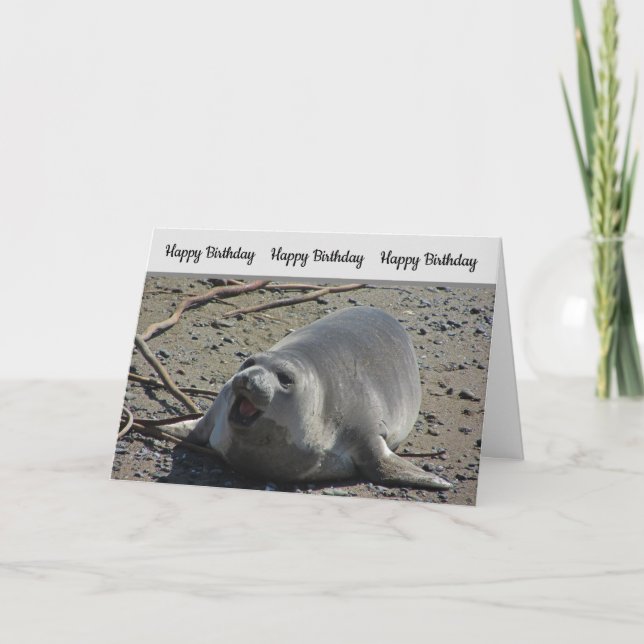 Humourous Birthday Pacific Elephant Seal Card (Front)