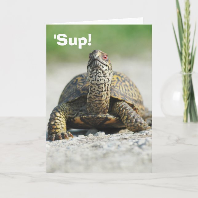 Humourous Box Turtle Greeting Card (Front)