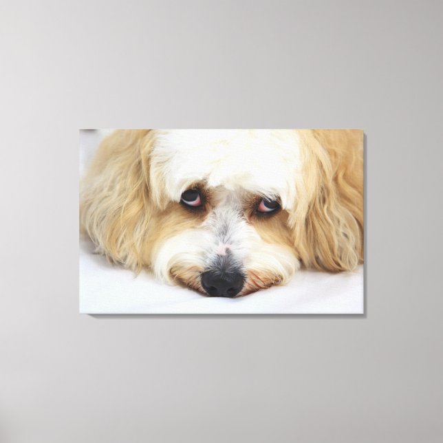 humourous close-up of bichon frise dog canvas print (Front)