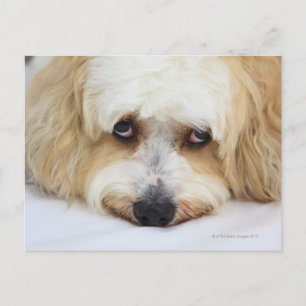 humourous close-up of bichon frise dog postcard