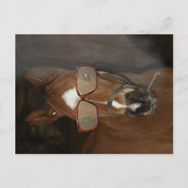 Humourous Horse Foal Smoking Cigar Postcard (Front)