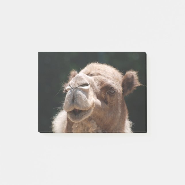 Hump Day Camel Post-it Notes (Front)