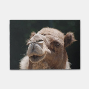 Hump Day Camel Post-it Notes