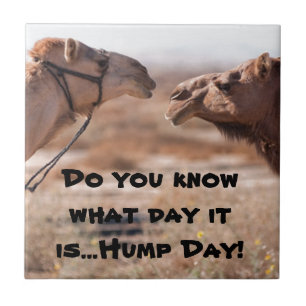 Hump Day Camels Tile