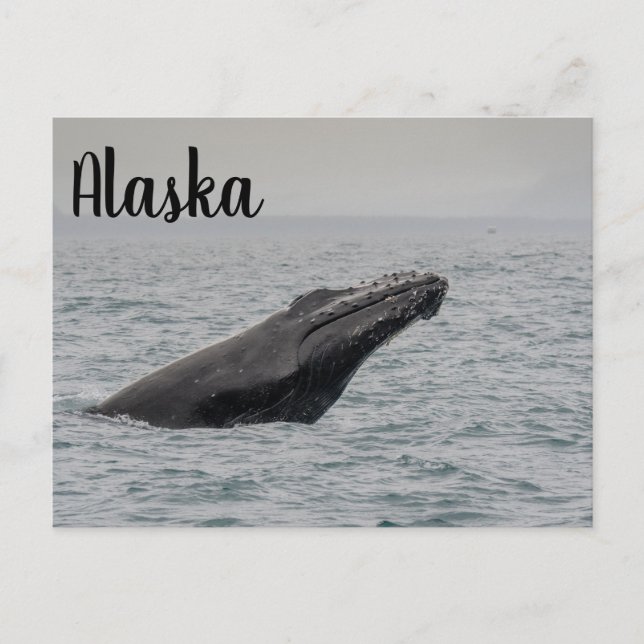 Humpback Breach Alaska Postcard (Front)