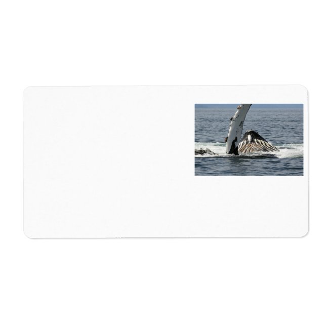 Humpback Whale (Front)