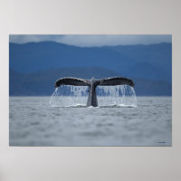 Humpback Whale 2