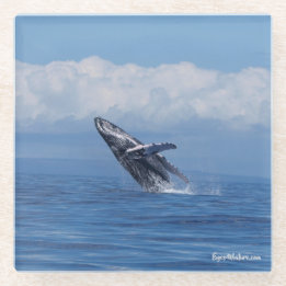 Humpback whale breach glass coaster