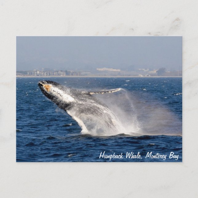 Humpback Whale Breach Postcard (Front)