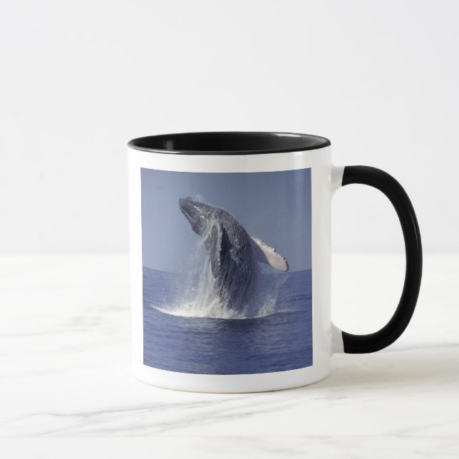 Humpback whale breaching (Megaptera Mug (Right)