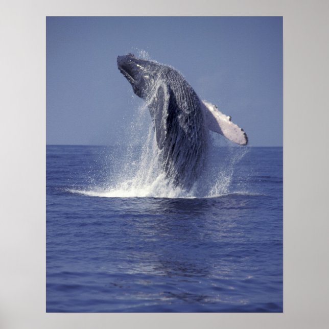 Humpback whale breaching (Megaptera Poster (Front)