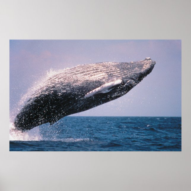 Humpback Whale Breaching Poster (Front)