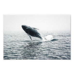 Humpback Whale Calf Photo Print