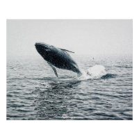Humpback Whale Calf
