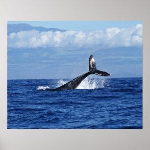 Humpback Whale Diving in Ocean, Fluke  Poster