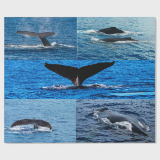 Humpback whale gift wrapping paper
