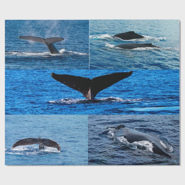Humpback whale gift wrapping paper (Flat)