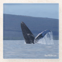 Humpback whale head lunge glass coaster